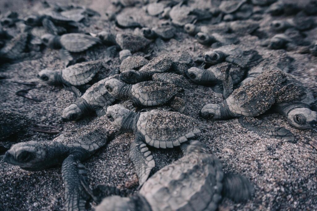 Baby Sea Turtles