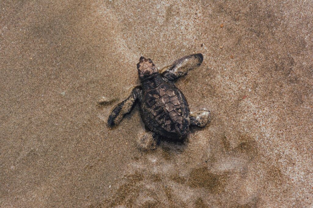 Baby Sea Turtle